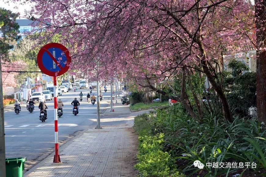 越南林同省大叻市樱花盛开吸引大量游客前来寻芳