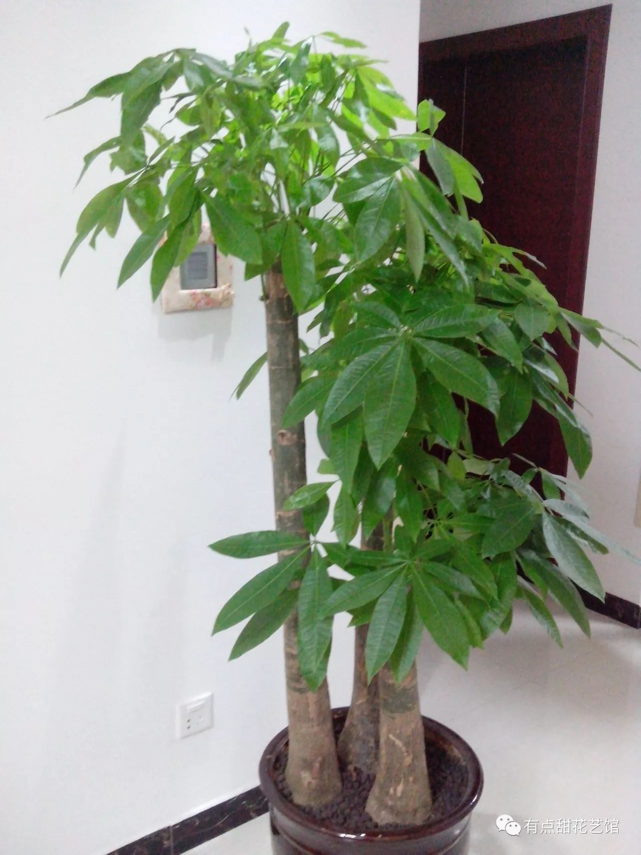 发财树的种植