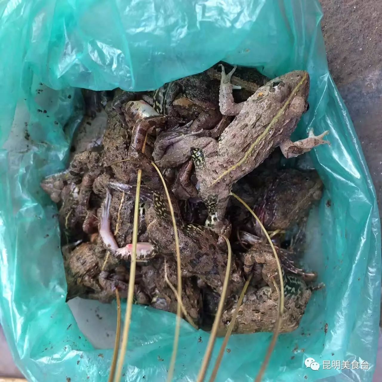 云南边境的神奇集市,20斤的江鱼遍地都是,还有蟒蛇肉