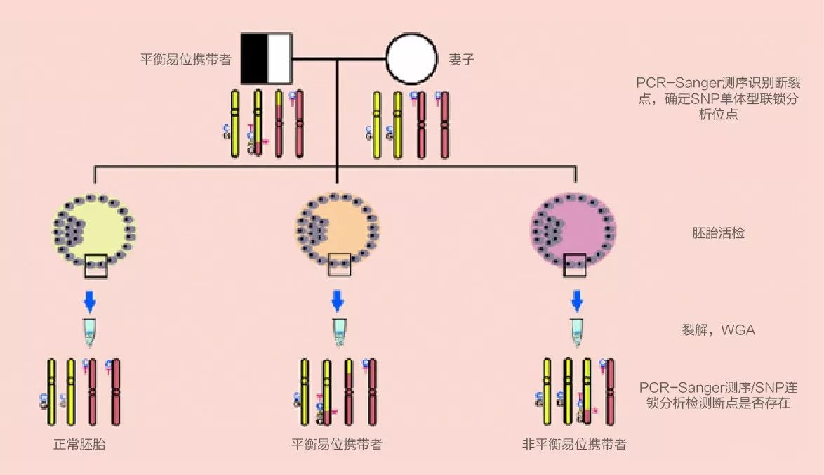 目前在定位平衡易位染色体断裂点的术方面,有显微切割后高通量