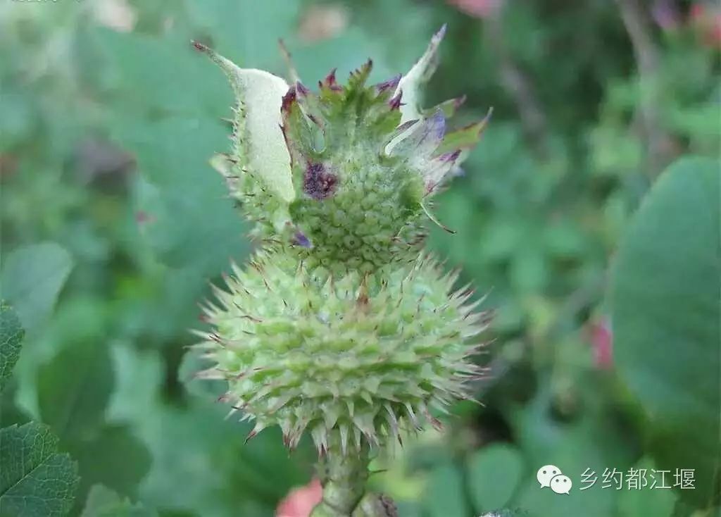 刺梨的功效与作用_刺梨图片_刺梨干