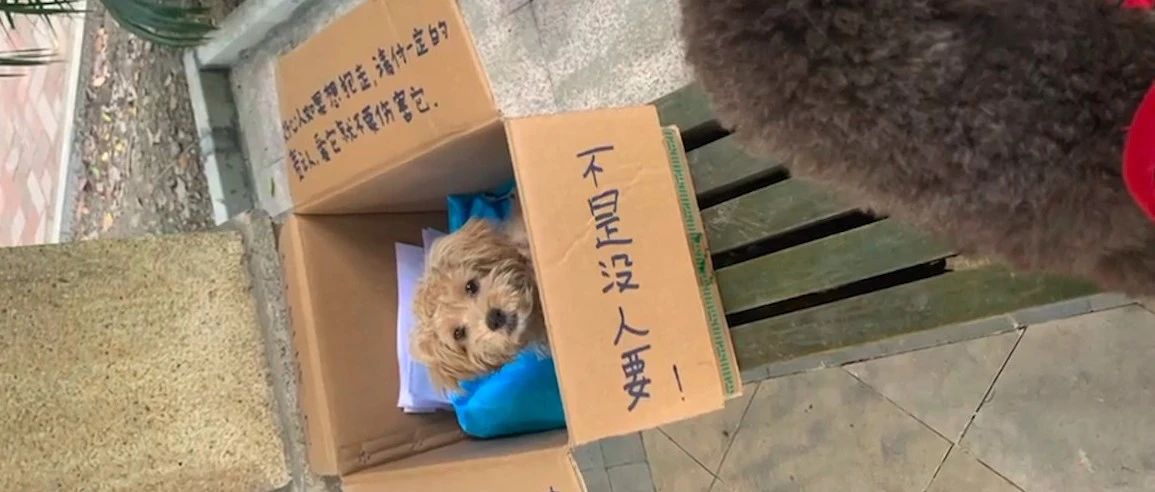 狗狗被遗弃在纸箱里，盒上写的字自相矛盾，了解原因后让人心疼！