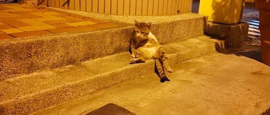 一只街头霸王猫，被喂养3年都没能靠近，直到一次生病打开了心扉