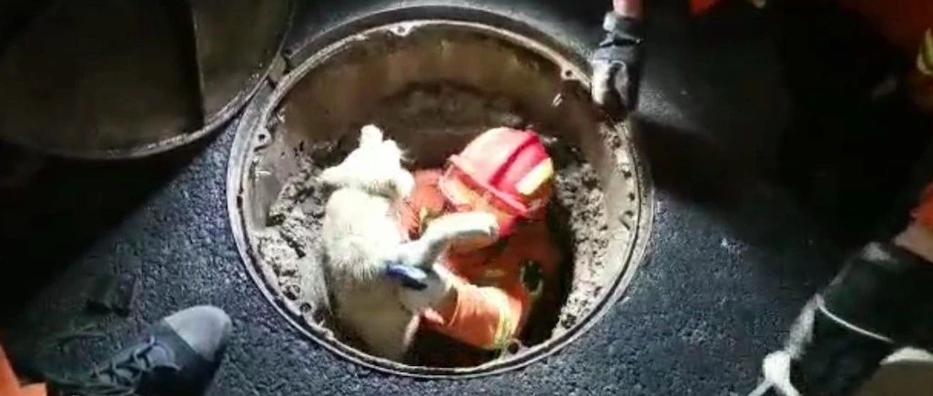 两只流浪狗被人扔进下水道，消防员好心救援，后来逆袭成为消防犬