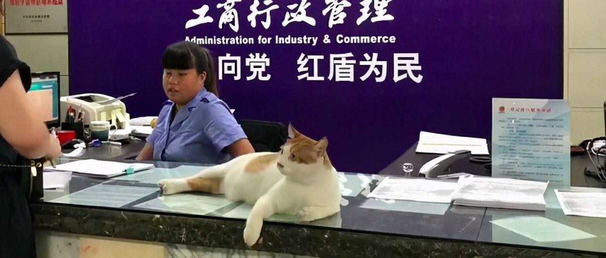 流浪猫被抱到工商所，凭着捉鼠和调解纠纷，一路开挂成为了公务员