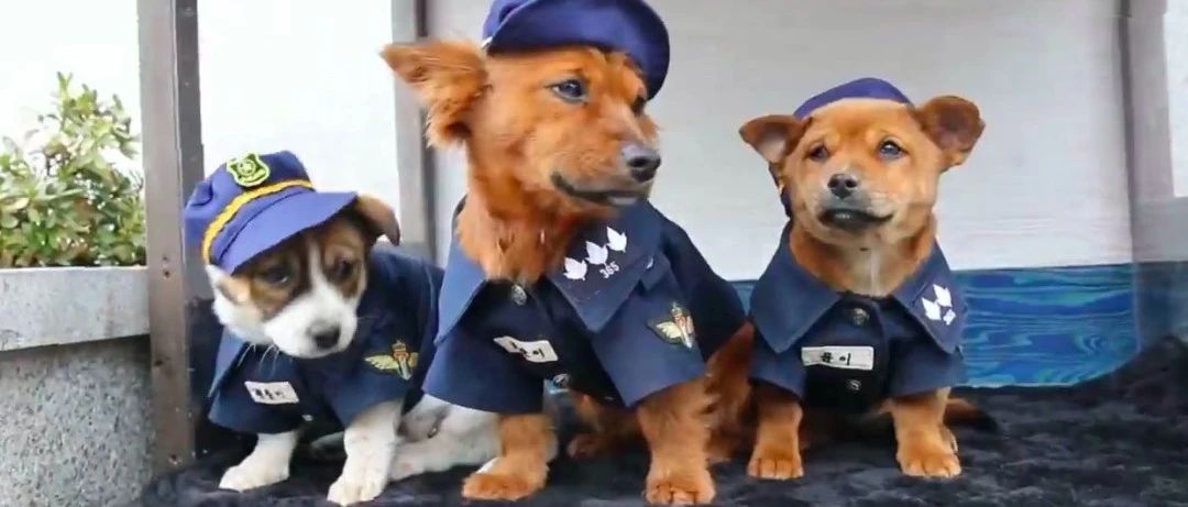 流浪狗得到警员救助后，拖家带口的来报恩，最后一家子都成了警犬