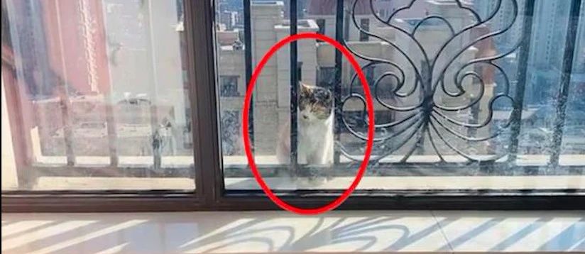 一只流浪猫竟出现在20楼窗外，房主喂养了一个月，它还不愿进屋