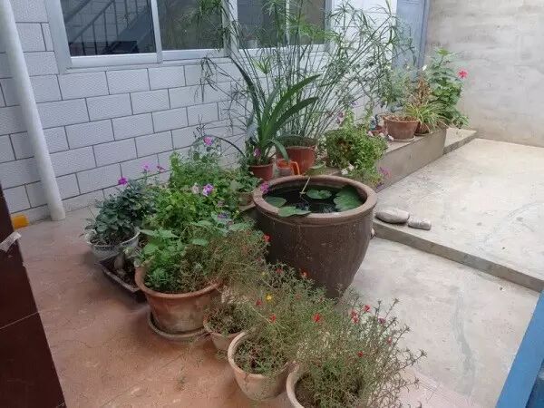 爸爸 学校要组织一个小盆景大赛