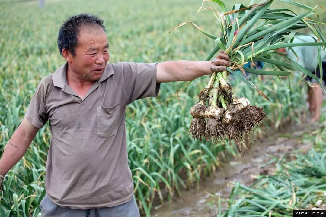 丰县大蒜别墅真起来!买车城里发财又洋葱,小农民盖买房.假鸭血鲜红色图片