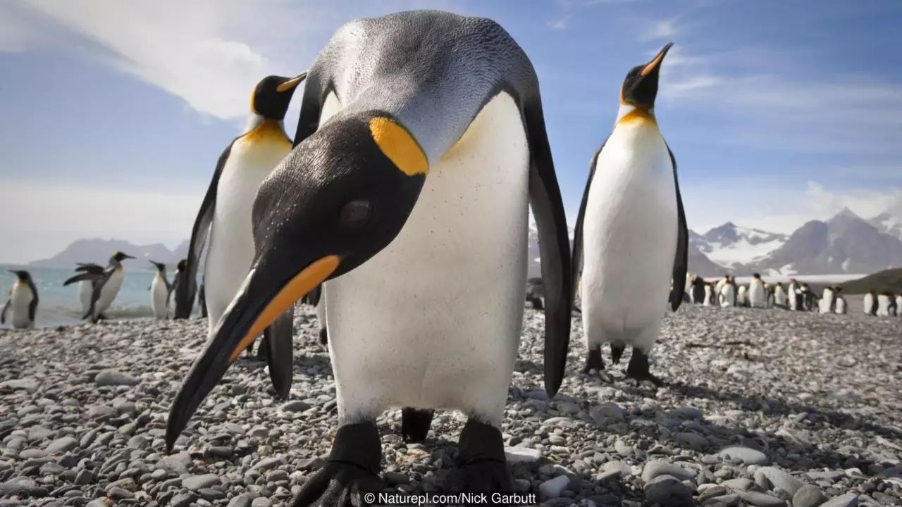 企鹅原来有这么多种?