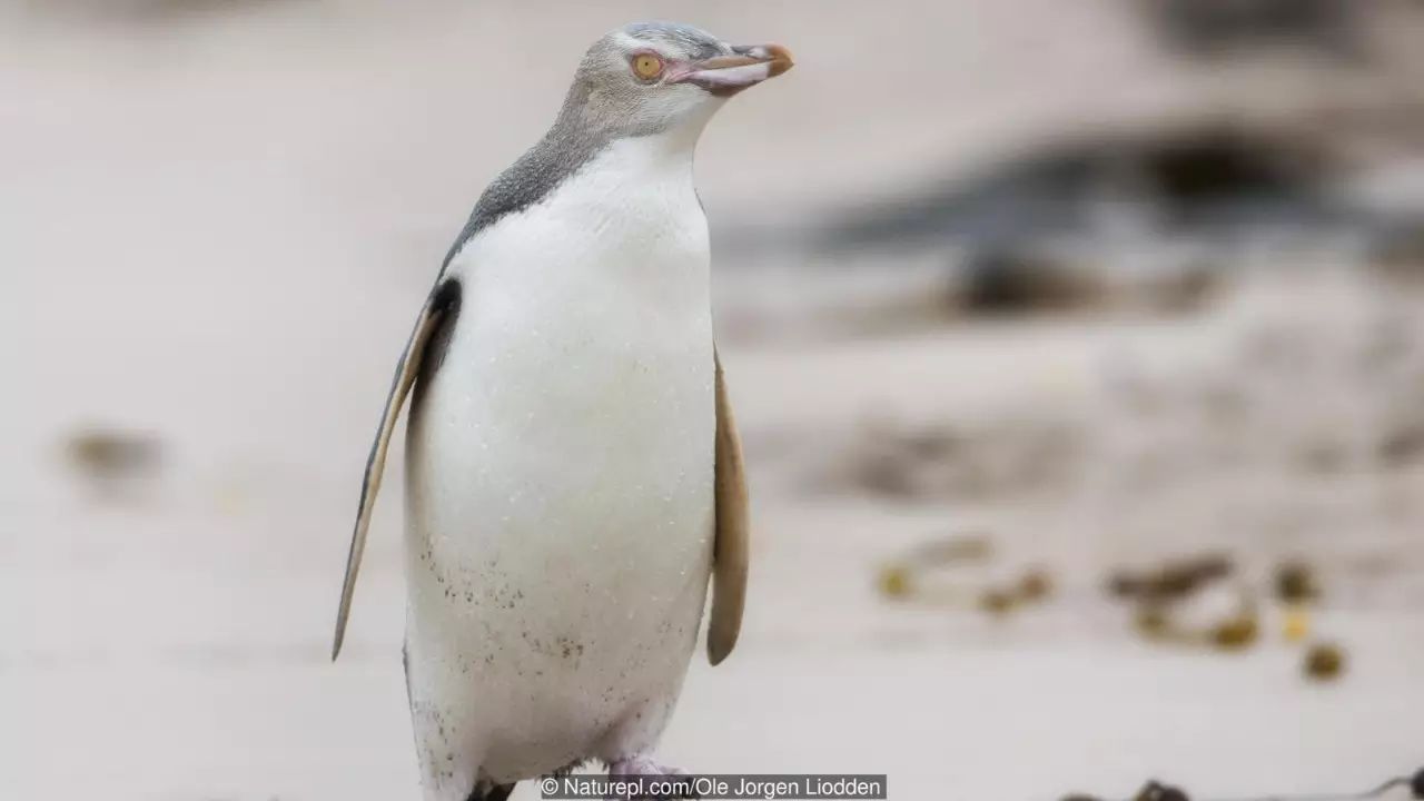 企鹅原来有这么多种?