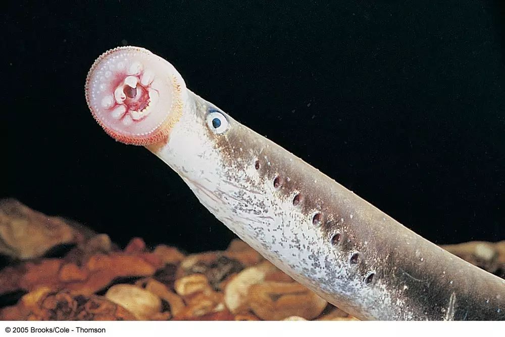 小七鳃鳗开始长出性腺,再过几年才会正式成年,长出吸盘式的大嘴变成不