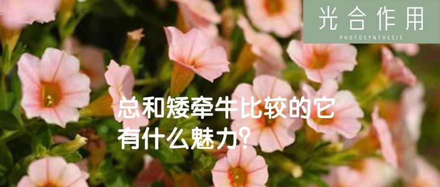 啥舞春花？不是百万小玲吗？