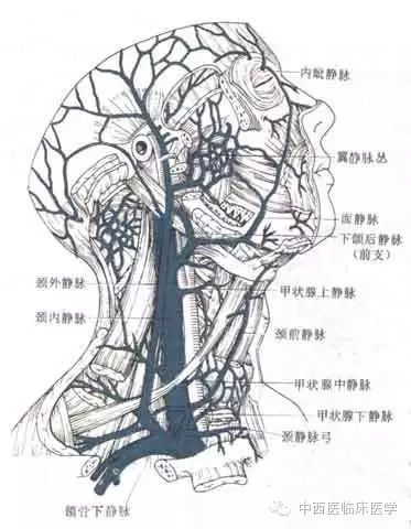 系统解剖学┃循环系统(5) ——体循环静脉(1)