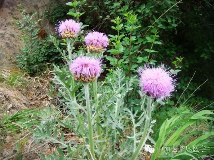 处方用名 漏芦(洗净,晒干,切片用) 药用    本品为菊科植物祁州漏芦