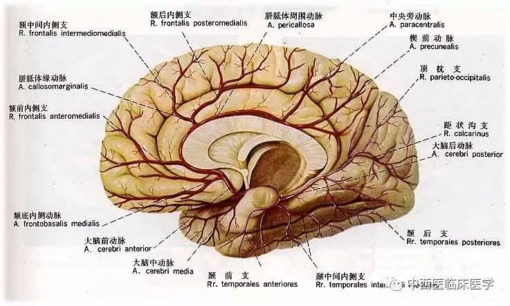 ② 大脑中动脉:是颈内动脉干的直接延续,发出后以水平方向走向