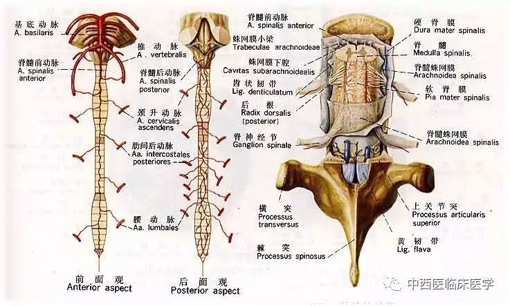 脊髓的血管:脊髓的血液供应主要来自椎动脉发出的 脊髓前,后动脉和