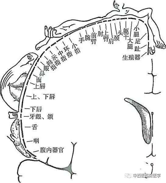 系统解剖学中枢神经系统(2) 大脑