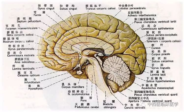大脑半球的内侧面
