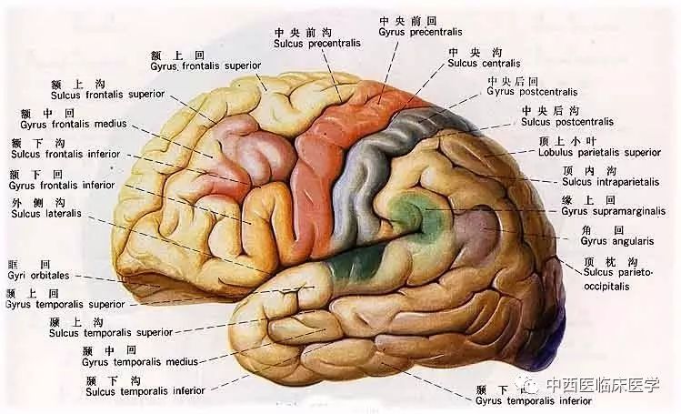 系统解剖学中枢神经系统(2) 大脑