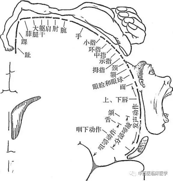 人体各部在躯体运动中枢的定位