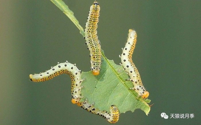 幼虫咬食月季叶片,常几十只一起把植株叶片吃