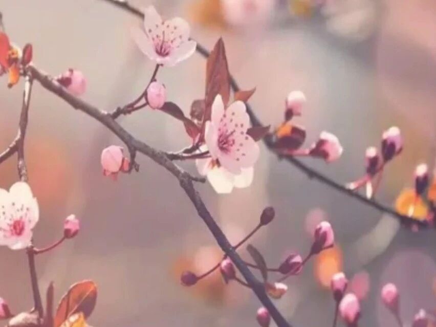 《约会班主任》如何做好小学不同年龄段孩子的家庭教育-4