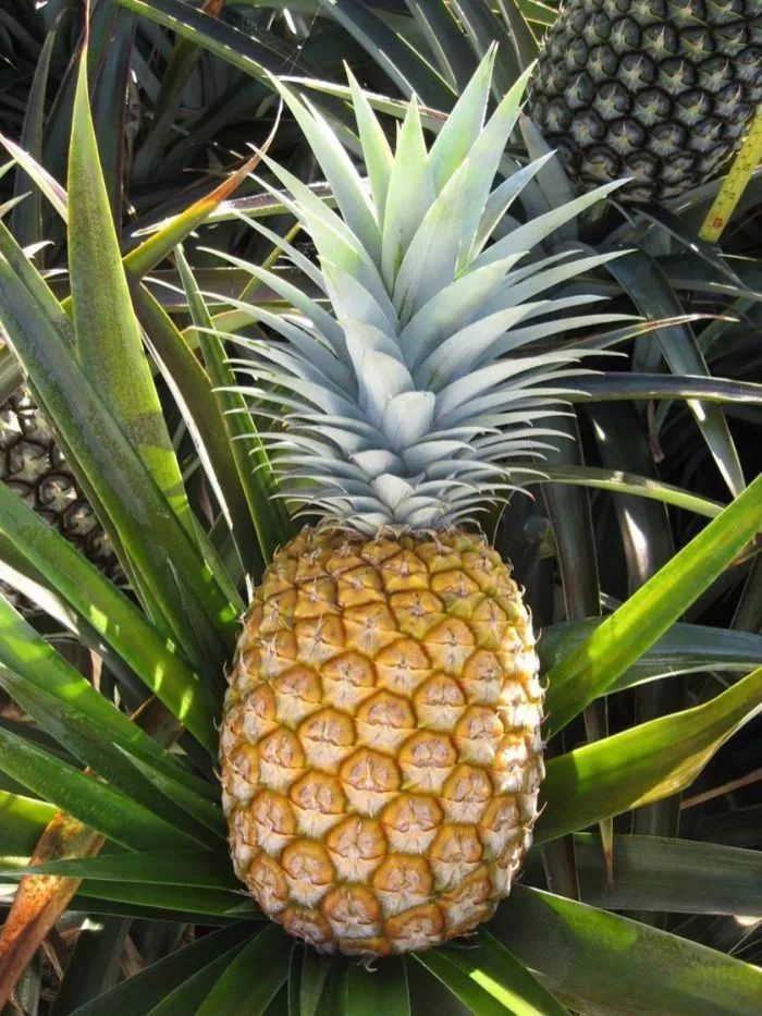 上百吨澳洲菠萝扔在路上,只能眼睁睁看着烂光!