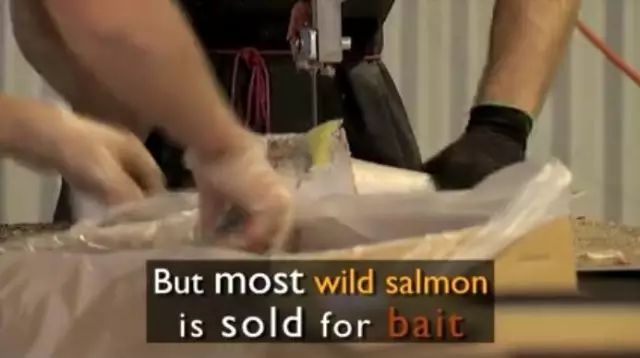 澳洲白菜价出售野生三文鱼 每年3000多吨喂龙虾