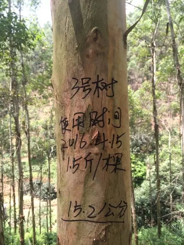 桉树种植户一定要知道