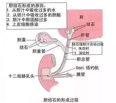 肝脏分泌的胆汁,存储在胆囊中,而后胆汁会经过胆管流到十二指肠,参与