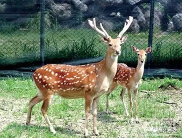 梅花鹿养殖技术 <wbr>:梅花鹿的年龄怎么判断, <wbr>怎样选择种鹿? 梅花鹿养殖技术 <wbr>:梅花鹿的年龄怎么判断, <wbr>怎样选择种鹿?