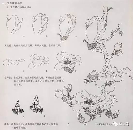 国画玉兰花的绘画技法