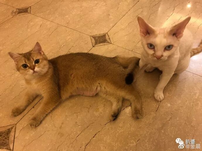 双双否认却处处暧昧贾乃亮和邓伦前女友的新恋情里好多宝藏啊