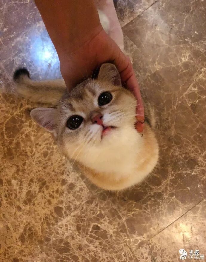 双双否认却处处暧昧贾乃亮和邓伦前女友的新恋情里好多宝藏啊