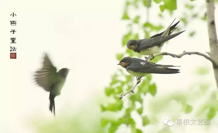 李繁荣诗歌|燕子的感伤