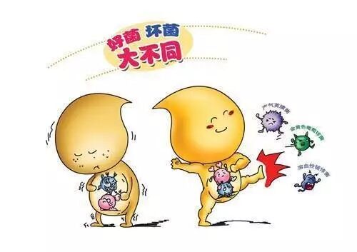 常听说的益生菌，到底是什么？