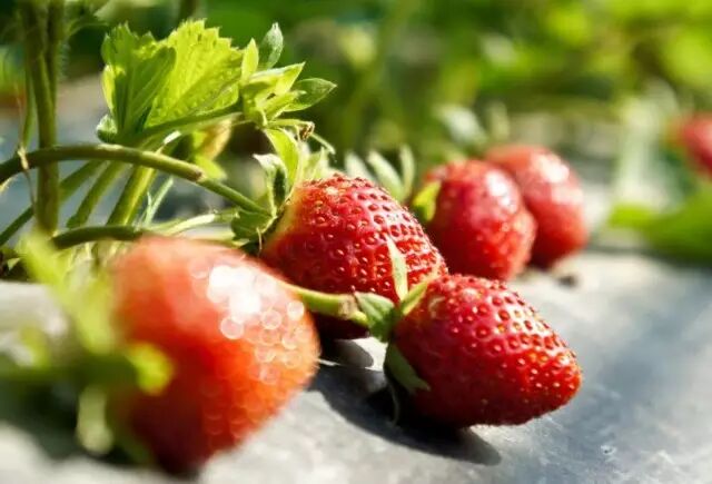 韩国草莓季风暴来袭，你做好准备没？