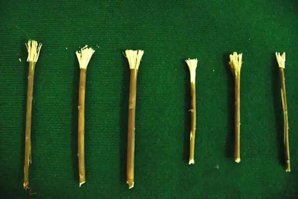 蓝瘦香菇，古人竟然这般刷牙