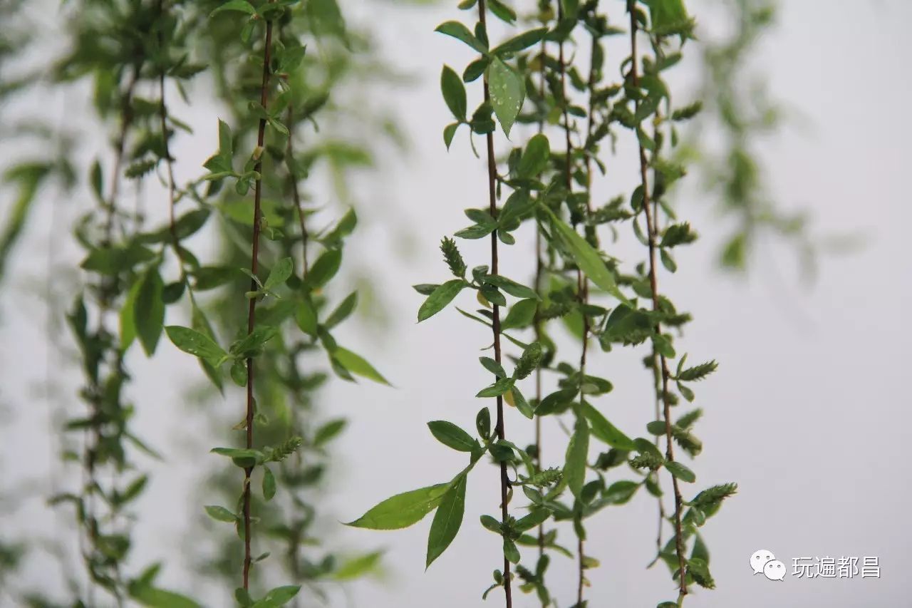 都昌风景丨海棠花开垂柳吐芽组图