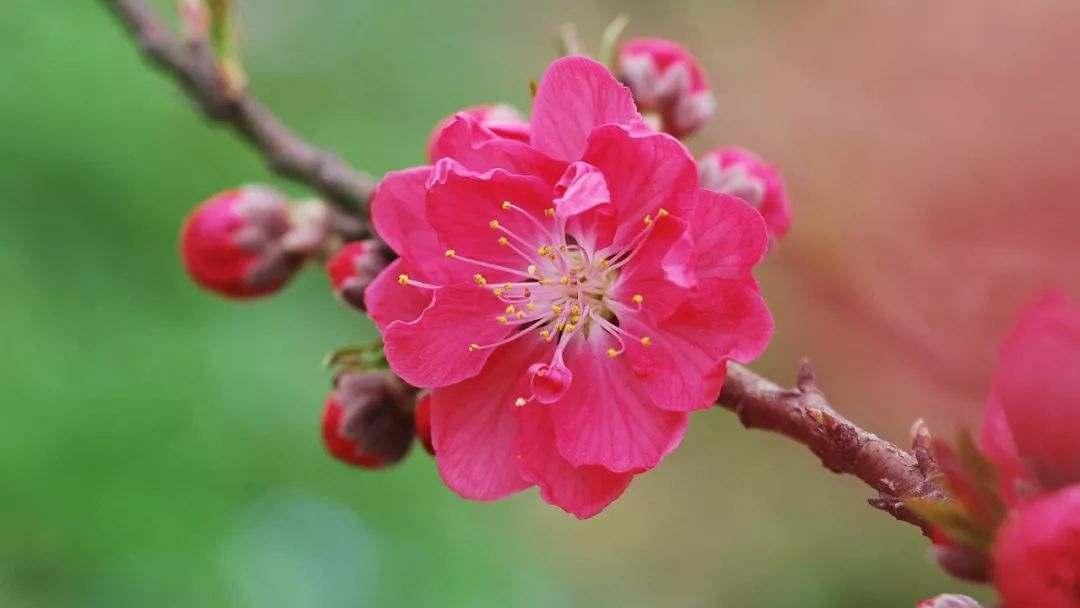 桃花的花蕊特别美,大特写的桃花花蕊丝丝分明可爱又好看.