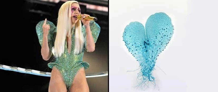 Lady Gaga蕨、碧昂丝牛虻、布什虫……科学家给物种起名也太随便了