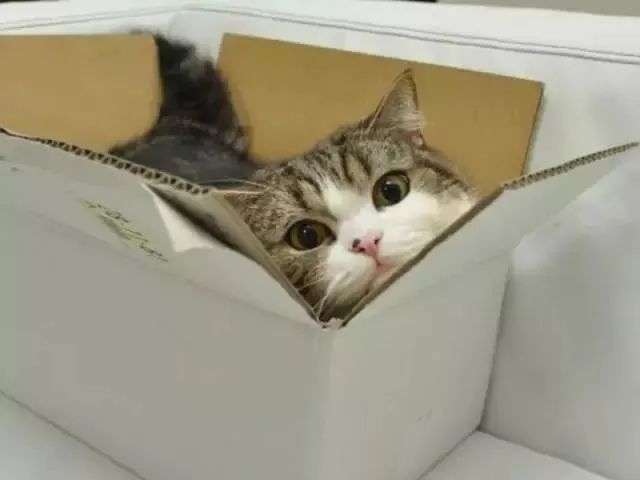 一个常识：盒子放久了会长出猫!为什么啊?