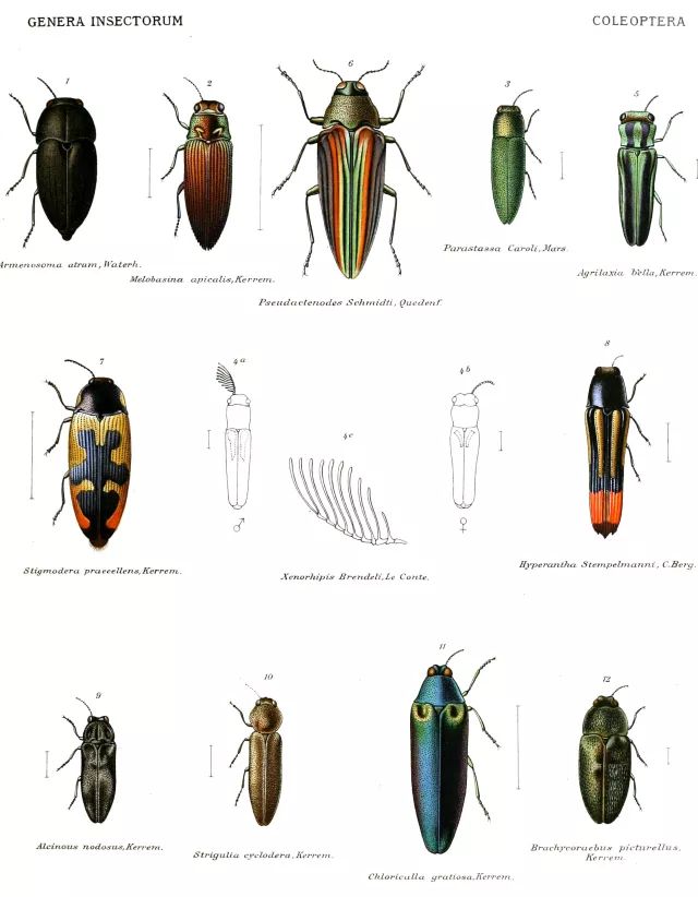 生活在19世纪,你最好喜欢甲虫——因为它会被你穿在身上