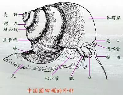 田螺壳尖尖上又没有洞……屎拉满了它要怎么解决?