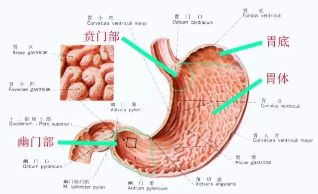 它的位置,主要位于左上腹部,体型不同胃的所在部位,也有高低区别,比较