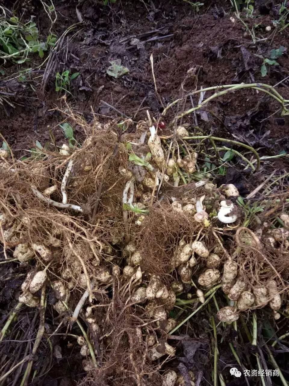 多日阴雨,花生受灾严重,农民在涝灾面前真的无能为力吗?