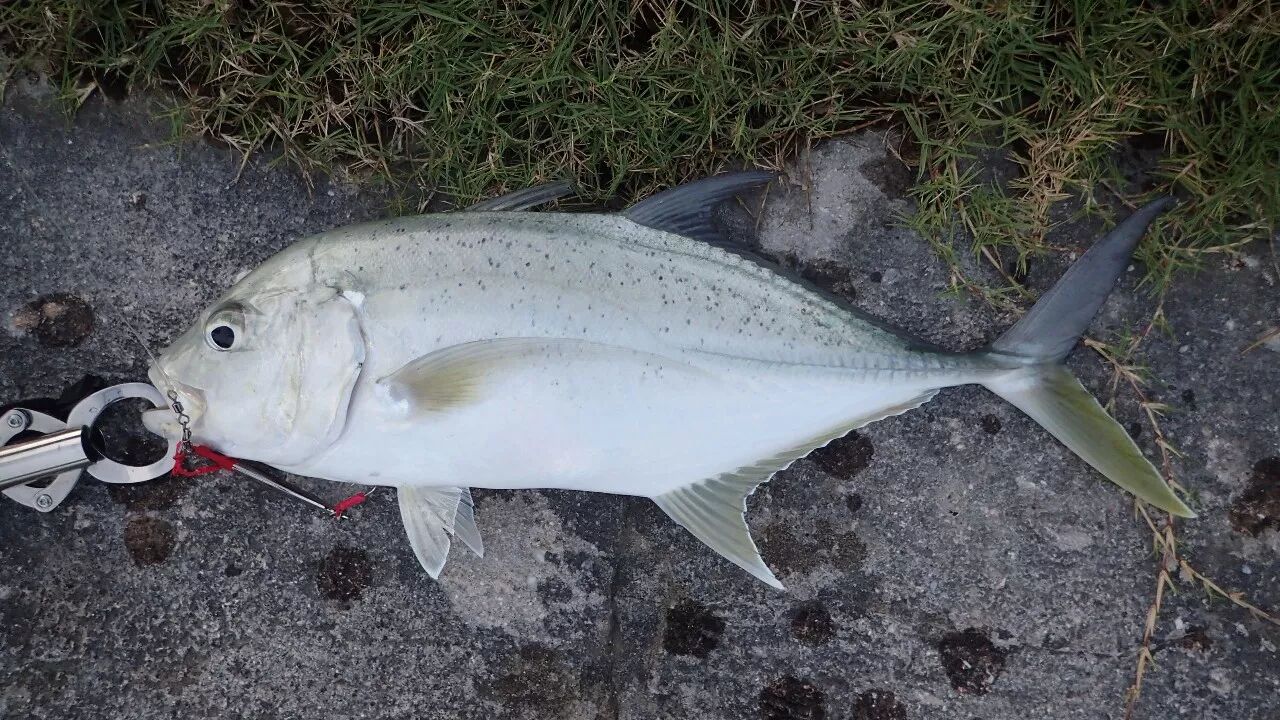 雅浦岛路亚假饵的各种鱼获