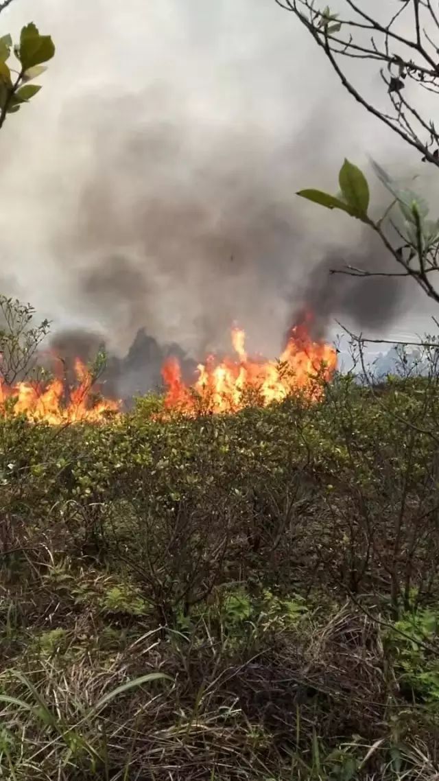 清明节罗龙,裴石,大观等多地火灾!文明祭祀,莫让拜山成烧山!