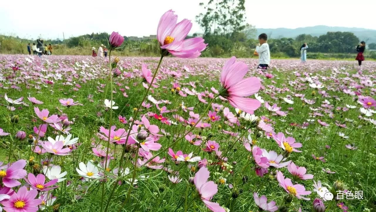 【花已开好】百色人都不知道的花海秘境!我在福禄村等